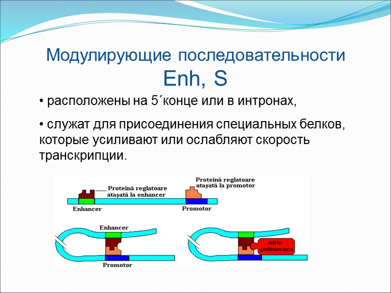 Модулирующие последовательности Enh, S  расположены на 5´конце или в интронах,  служат для